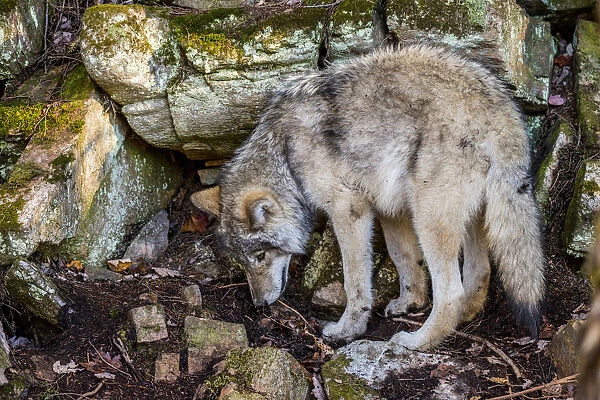 Exploring. A Gray or Timber Wolf is sniffing the ground among some large rocks