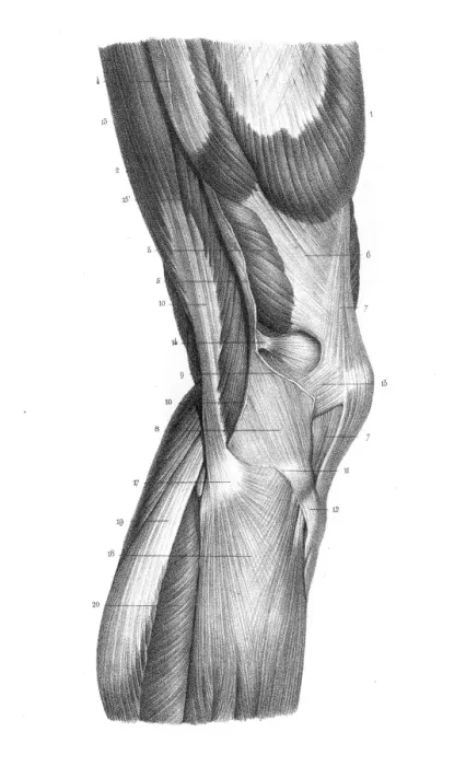 Framed Print : Exterior knee region anatomy engraving 1866 Framed Print : Exterior knee region anatomy engraving 1866