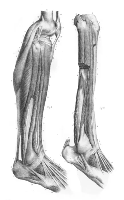 Framed Print : External leg region anatomy engraving 1866
