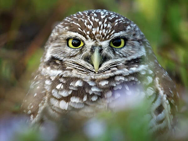 Extreme Close Up of Burrowing Owl