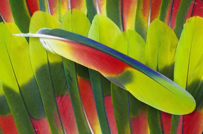 Framed Print : Extreme close-up of Amazon Parrot tail feathers Framed Print : Extreme close-up of Amazon Parrot tail feathers