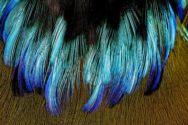 Extreme close-up of chest feathers of Motmot