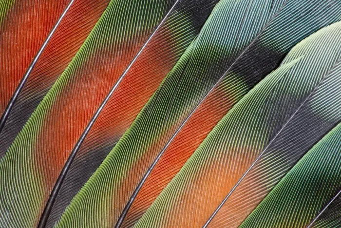 Framed Print : Extreme close-up of fanned out Lovebird tail feathers Framed Print : Extreme close-up of fanned out Lovebird tail feathers