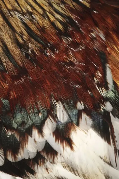 Framed Print : Extreme Close-up of the Feathers of a Rooster (Gallus gallus domesticus) Framed Print : Extreme Close-up of the Feathers of a Rooster (Gallus gallus domesticus)