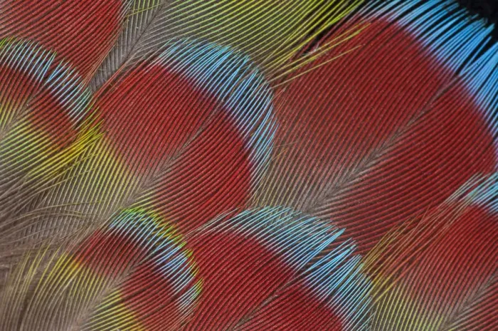 Framed Print : Extreme close-up of Hawk-headed Parrot (Deroptyus accipitrinus) feathers fanned out Framed Print : Extreme close-up of Hawk-headed Parrot (Deroptyus accipitrinus) feathers fanned out