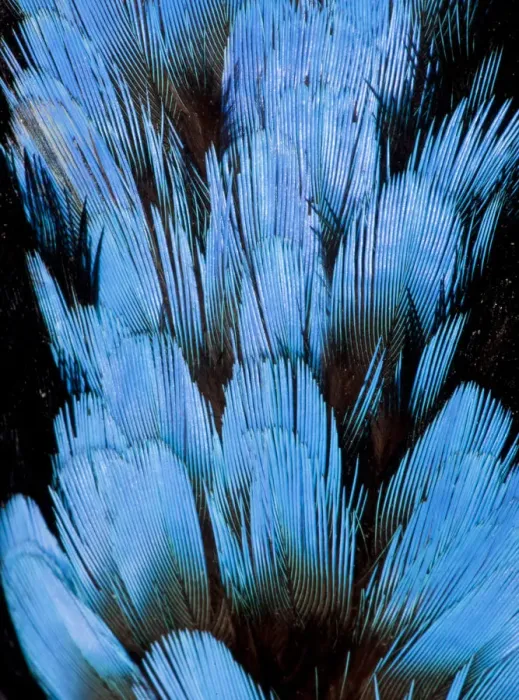 Framed Print : Extreme close-up of Hooded Pita (Pitta sordida) feathers Framed Print : Extreme close-up of Hooded Pita (Pitta sordida) feathers