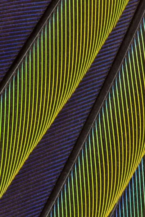 Framed Print : Extreme close-up of Jenday Conure (Aratinga jandaya) feathers Framed Print : Extreme close-up of Jenday Conure (Aratinga jandaya) feathers