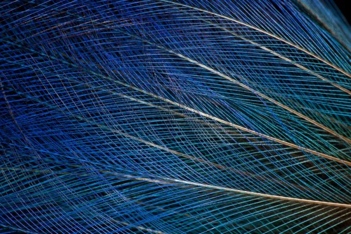 Framed Print : Extreme close-up of top knot feathers of blue Bird of Paradise