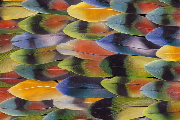 Extreme close-up of Lovebird tail feathers in multicolored display