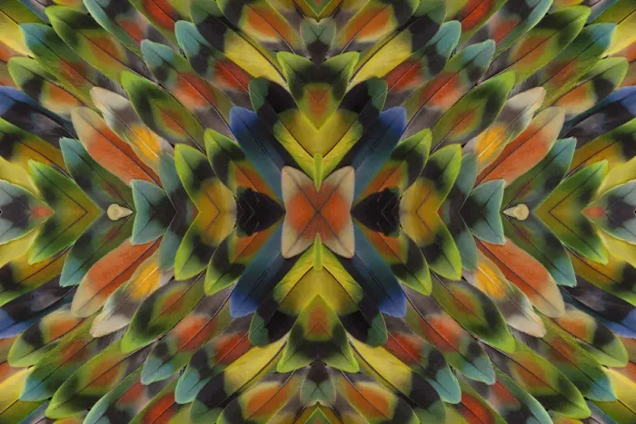 Framed Print : Extreme close-up of Lovebird tail feathers in multicolored display Framed Print : Extreme close-up of Lovebird tail feathers in multicolored display