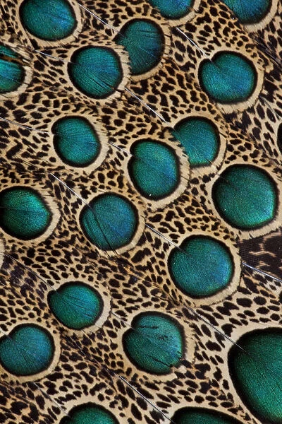 Extreme close-up of Malay Peacock-pheasant (Polyplectron malacense) feathers with blue circles