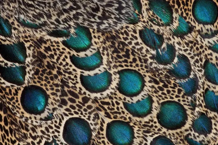 Framed Print : Extreme close-up of Malay Peacock-pheasant (Polyplectron malacense) feathers with blue circles Framed Print : Extreme close-up of Malay Peacock-pheasant (Polyplectron malacense) feathers with blue circles