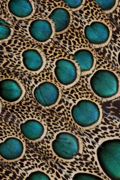 Framed Print : Extreme close-up of Malay Peacock-pheasant (Polyplectron malacense) feathers with blue circles Framed Print : Extreme close-up of Malay Peacock-pheasant (Polyplectron malacense) feathers with blue circles
