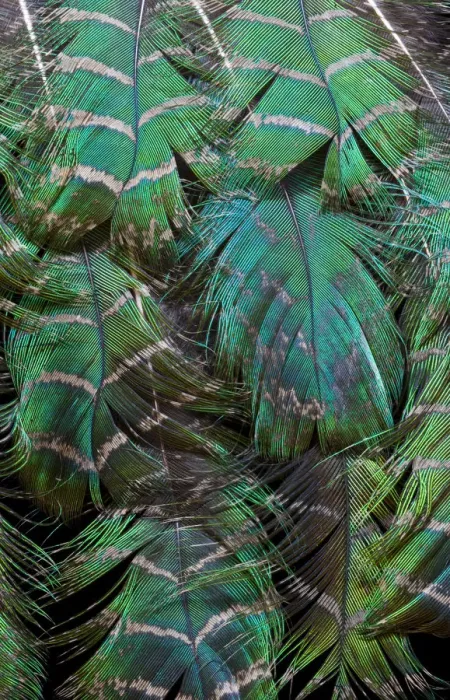 Framed Print : Extreme close-up of Peacock feather design layering