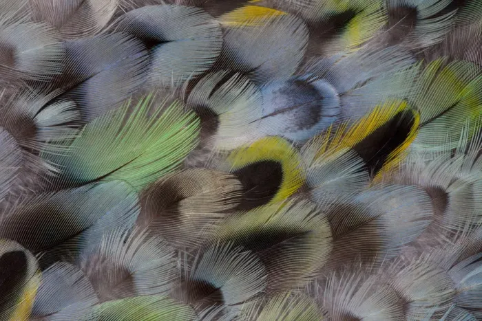 Framed Print : Extreme close-up of Rosella feather design Framed Print : Extreme close-up of Rosella feather design