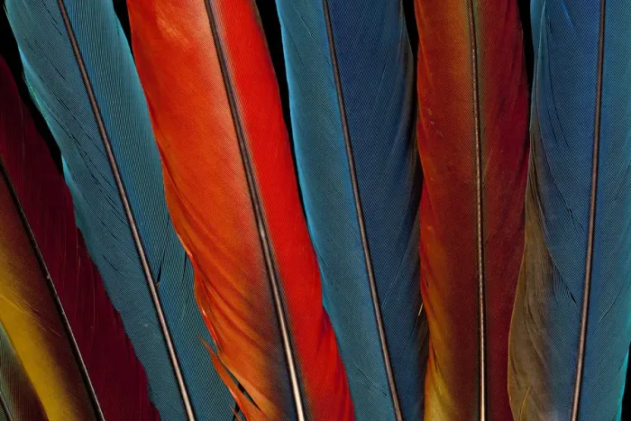 Framed Print : Extreme close-up of Scarlet Macaw (Ara macao) tail feathers Framed Print : Extreme close-up of Scarlet Macaw (Ara macao) tail feathers