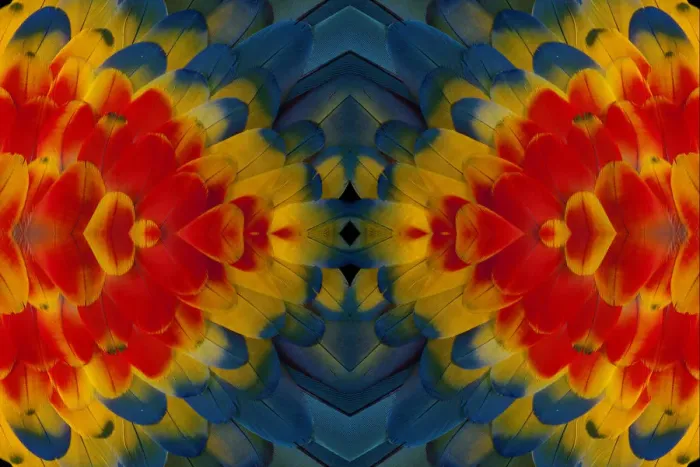 Framed Print : Extreme close-up of shoulder coverts feathers of Scarlet Macaw (Ara macao)