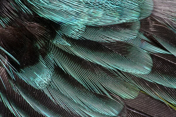 Extreme close-up of wing coverts