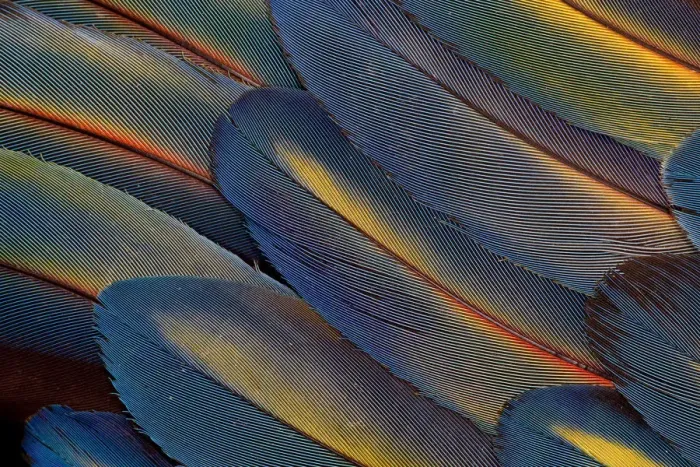 Framed Print : Extreme close-up of wing feathers fanned out Scarlet Macaw (Ara macao)