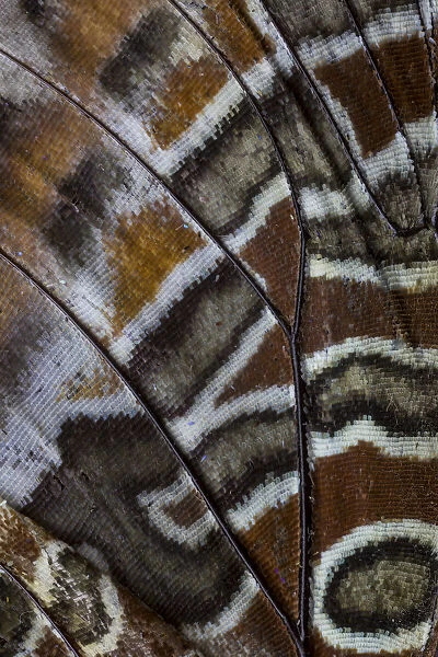 Extreme close-up of wing pattern of tropical butterfly