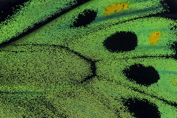 Extreme close-up of wing pattern of tropical butterfly