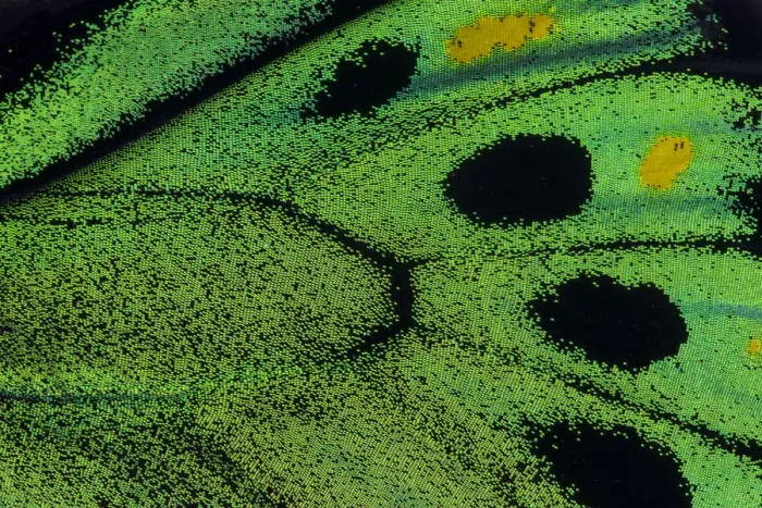 Framed Print : Extreme close-up of wing pattern of tropical butterfly Framed Print : Extreme close-up of wing pattern of tropical butterfly