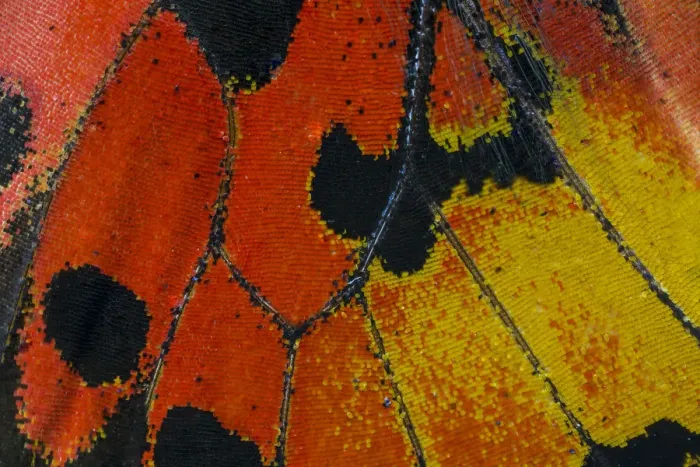 Framed Print : Extreme close-up of wing pattern of tropical butterfly Framed Print : Extreme close-up of wing pattern of tropical butterfly