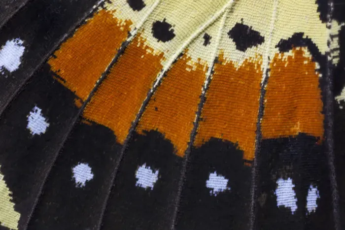 Framed Print : Extreme close-up of wing pattern of tropical butterfly