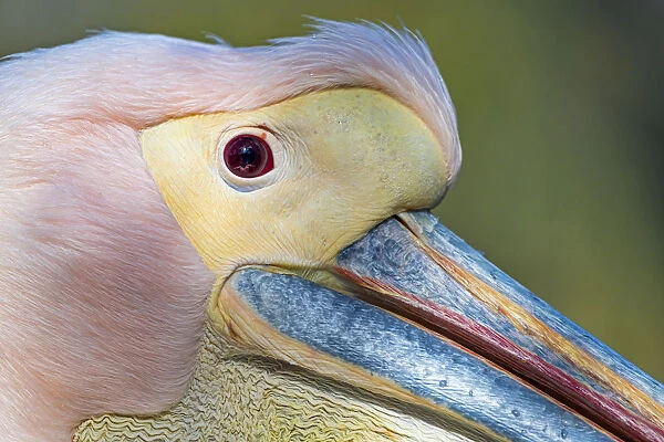 Extreme closeup of a pink pelican