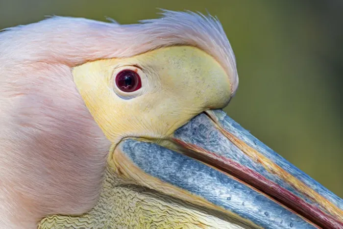 Framed Print : Extreme closeup of a pink pelican