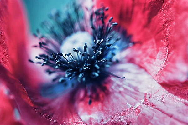 Extreme macro of a red poppy flower