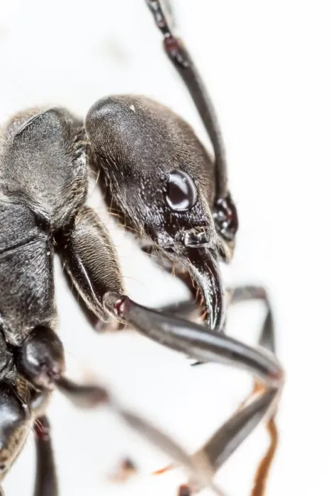 Framed Print : Extreme macro shot of ant Framed Print : Extreme macro shot of ant