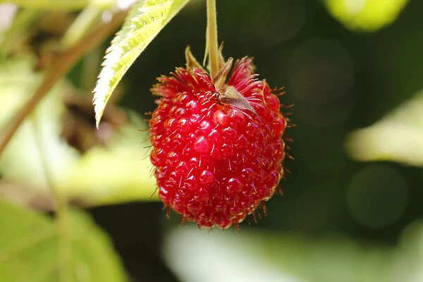 The extremely rare, endemic Hawaiian Raspberry, Hawaiian name Akala -Rubus hawaiiensis-, found in Volcanoes National Park, Big Island of Hawaii, USA