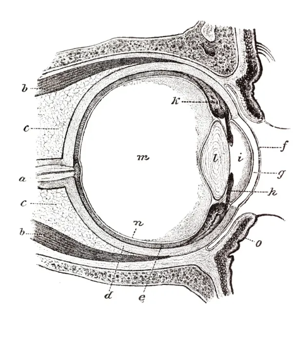 Framed Print : Eye, anatomical illustration Framed Print : Eye, anatomical illustration