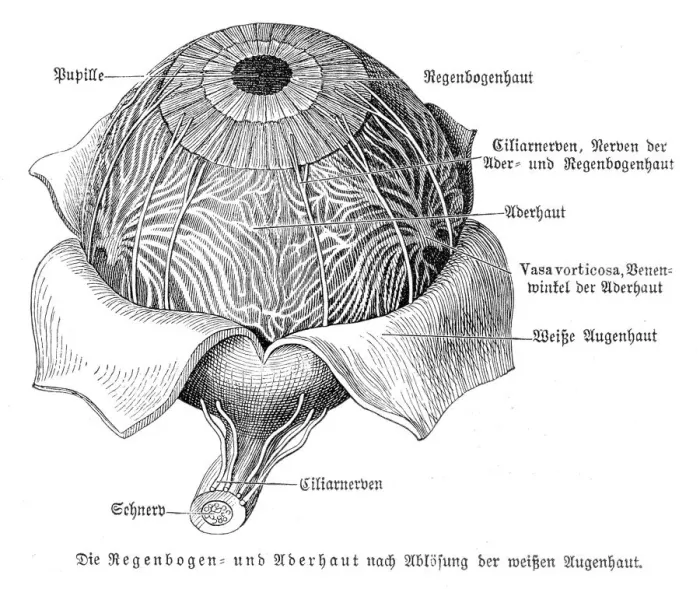 Framed Print : Eye anatomy engraving 1857 Framed Print : Eye anatomy engraving 1857