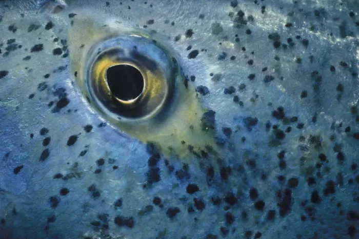 Framed Print : Eye of Blue Fin Trevally Framed Print : Eye of Blue Fin Trevally