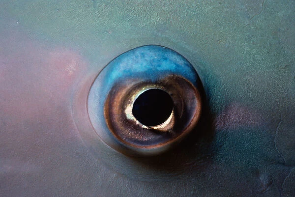 Eye of Bluebarred Parrotfish
