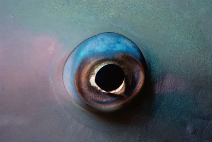 Framed Print : Eye of Bluebarred Parrotfish Framed Print : Eye of Bluebarred Parrotfish