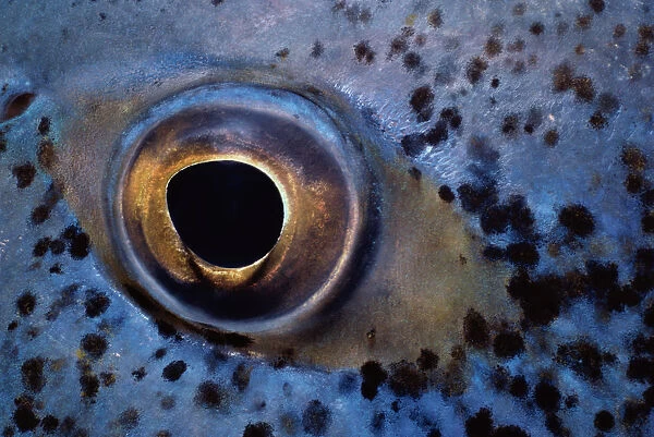 Eye of Bluefin Trevally Fish
