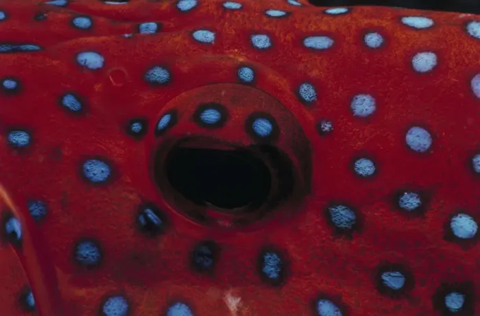 Framed Print : Eye of Coral Grouper Framed Print : Eye of Coral Grouper