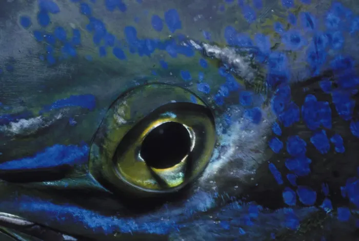 Framed Print : Eye of Dolphinfish Framed Print : Eye of Dolphinfish