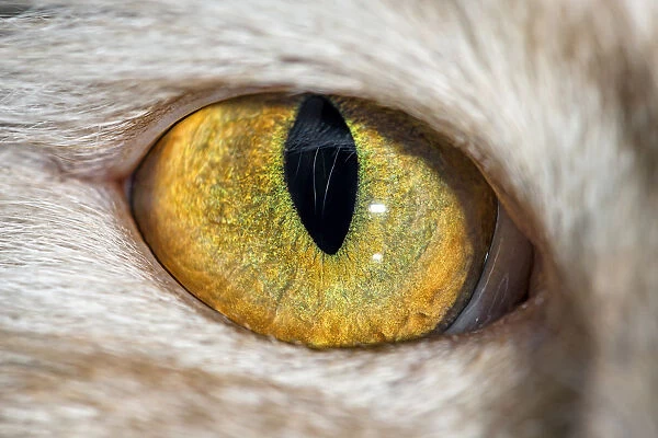 The eye of a domestic cat