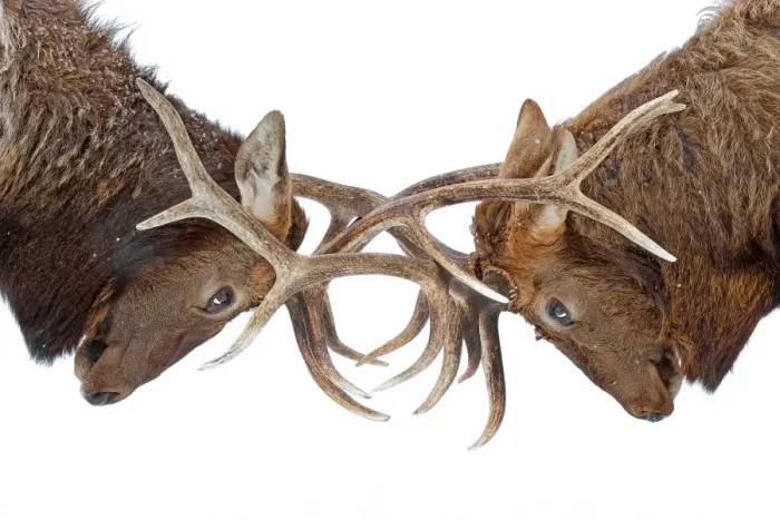 Framed Print : Eye to eye Framed Print : Eye to eye