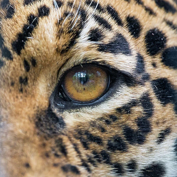 The eye of the jaguaress