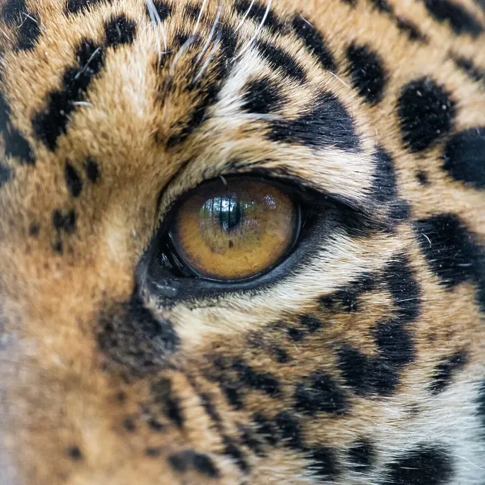 Framed Print : The eye of the jaguaress