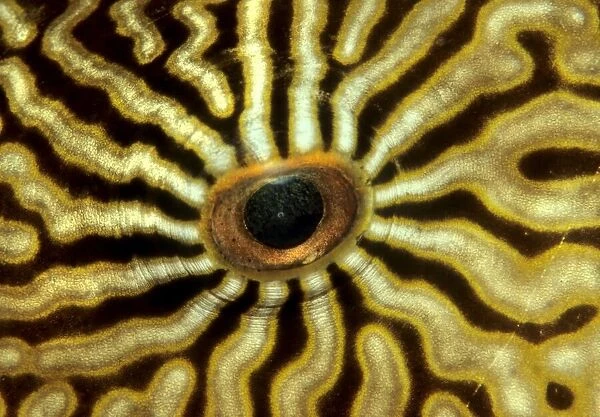 Eye of a Map Puffer or Map Pufferfish (Arothron mappa), Indonesia