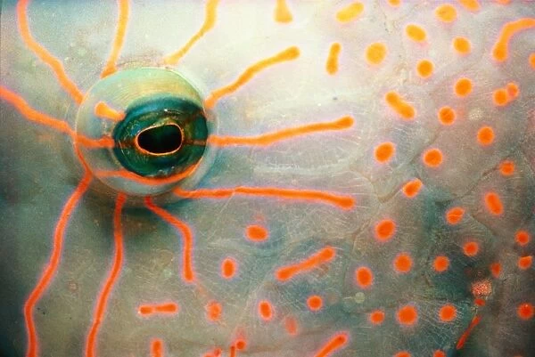 Eye and markings of wrasse (Labridae), close-up
