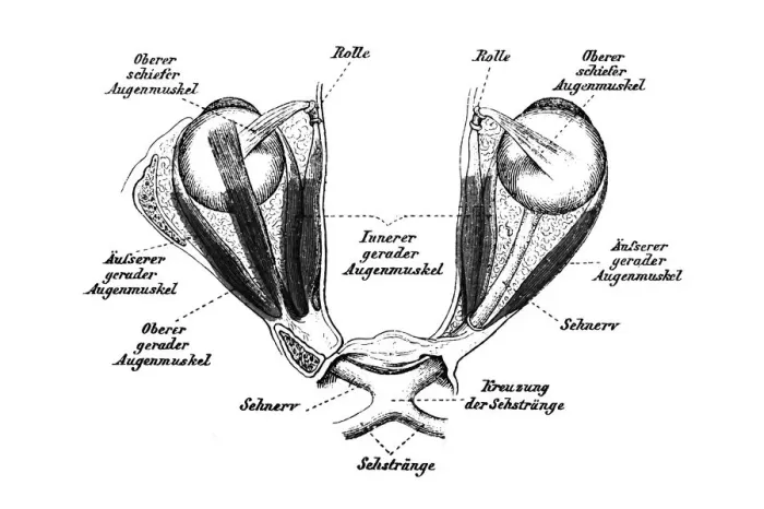 Framed Print : Eye muscles Framed Print : Eye muscles