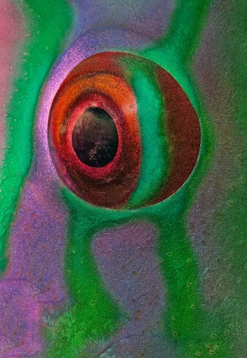 Framed Print : Eye of parrot-fish