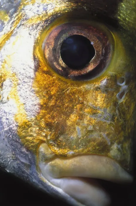 Framed Print : Eye of Porkfish Framed Print : Eye of Porkfish